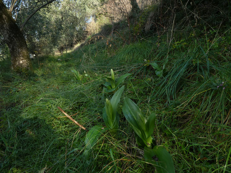 Barlia robertiana - Lago di Garda (VR)